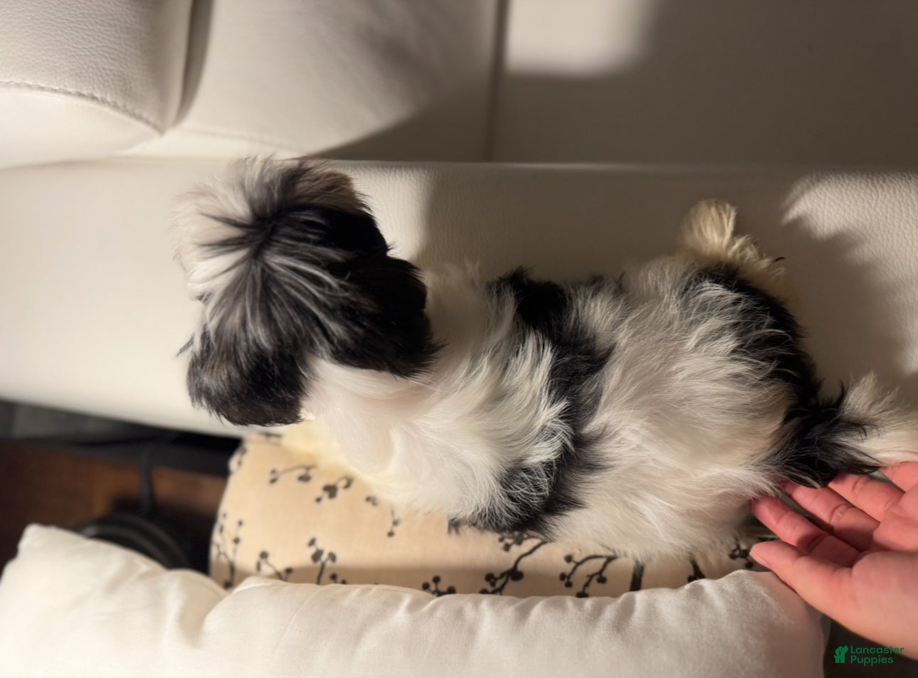 Morkie dogs Rice - Ad 3