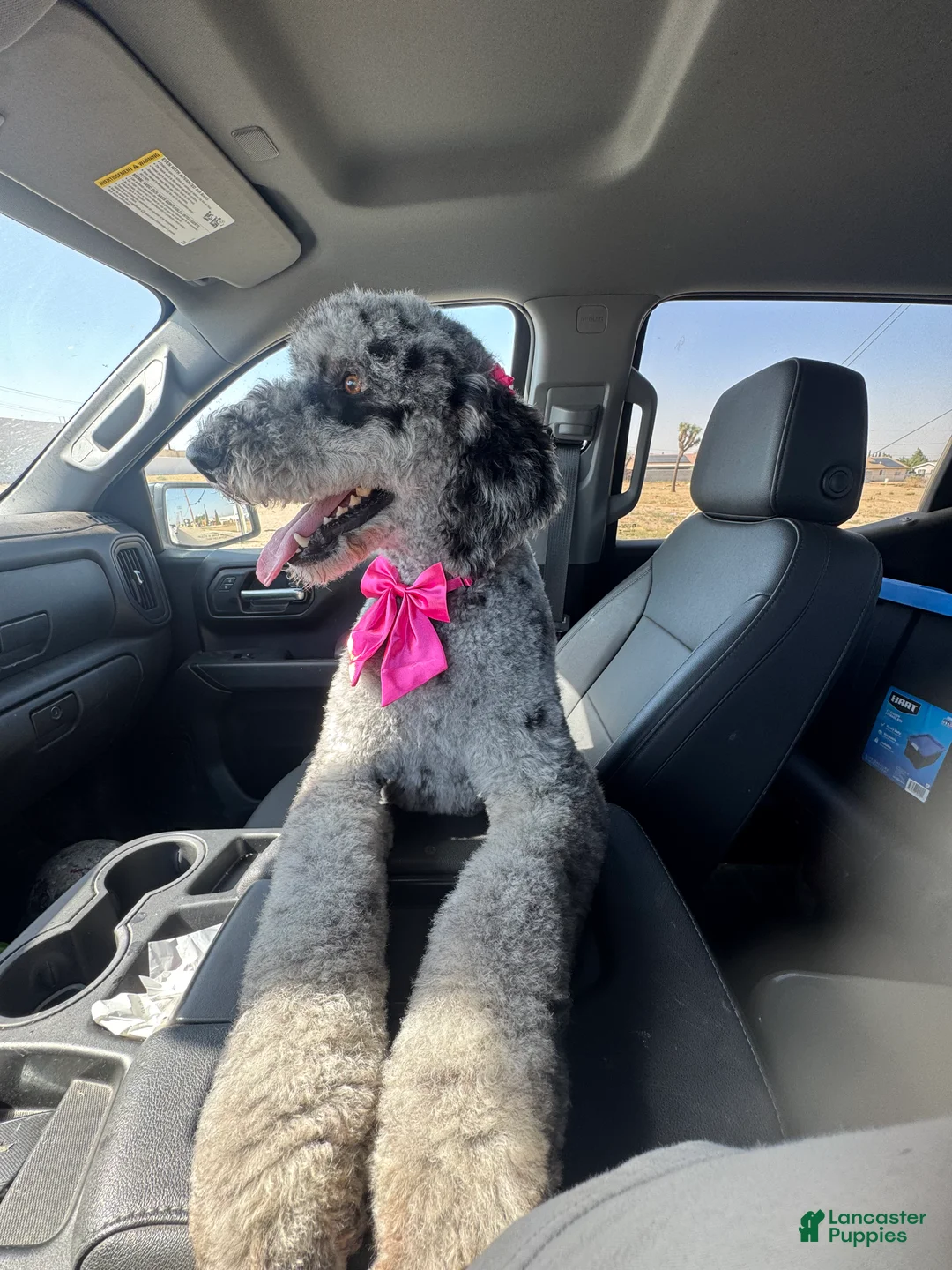 Goldendoodle dogs for sale: Goldendoodle Puppy 1 - Ad 2