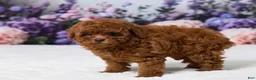 Miniature Poodle dogs for sale: Zoey - Ad 5