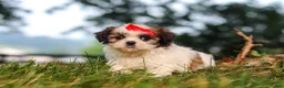 Shih Tzu dogs for sale: Honey - Ad 3