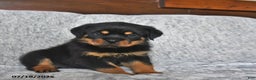 Rottweiler dogs for sale: Rain - Ad 9