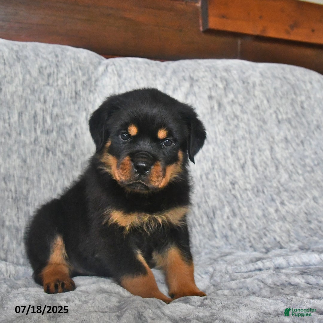 Rottweiler dogs for sale: Rain - Ad 9