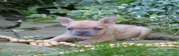 French Bulldog dogs for sale: Pumpkin - Ad 12