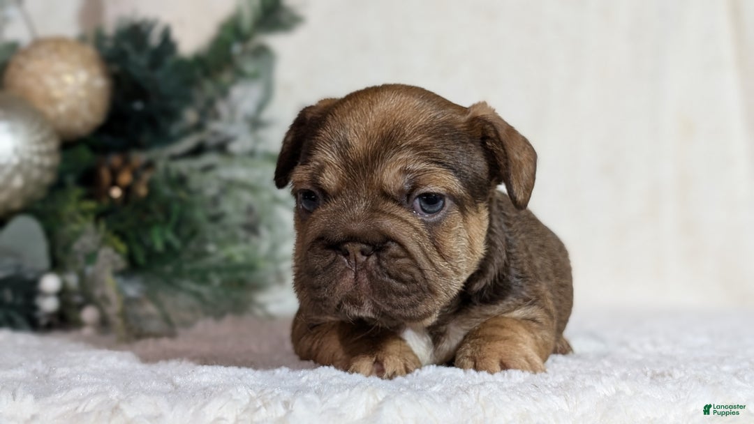 French Bulldog dogs for sale: Tessa - Ad 12