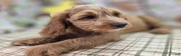 Cavapoo dogs for sale: Glacier - Ad 29