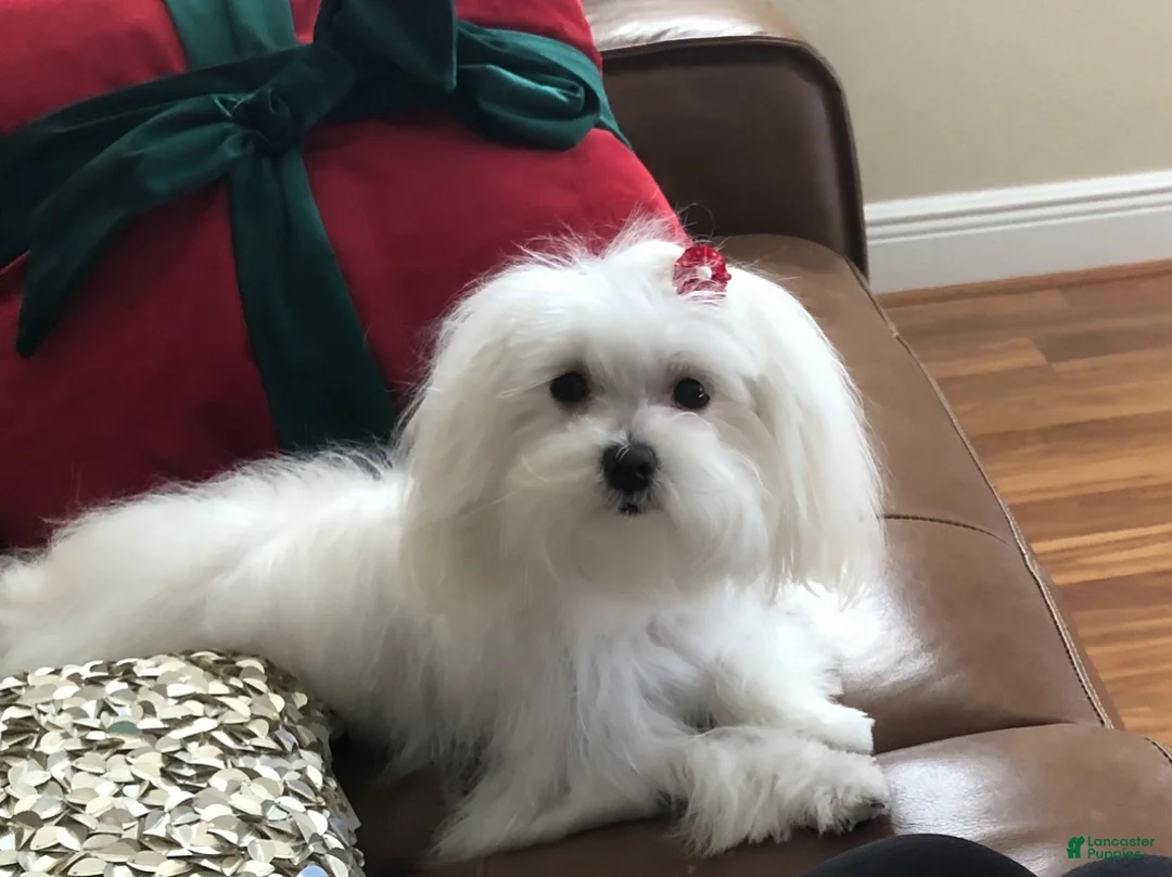 Maltese dogs for sale: Maltese Puppy 1 - Ad 3