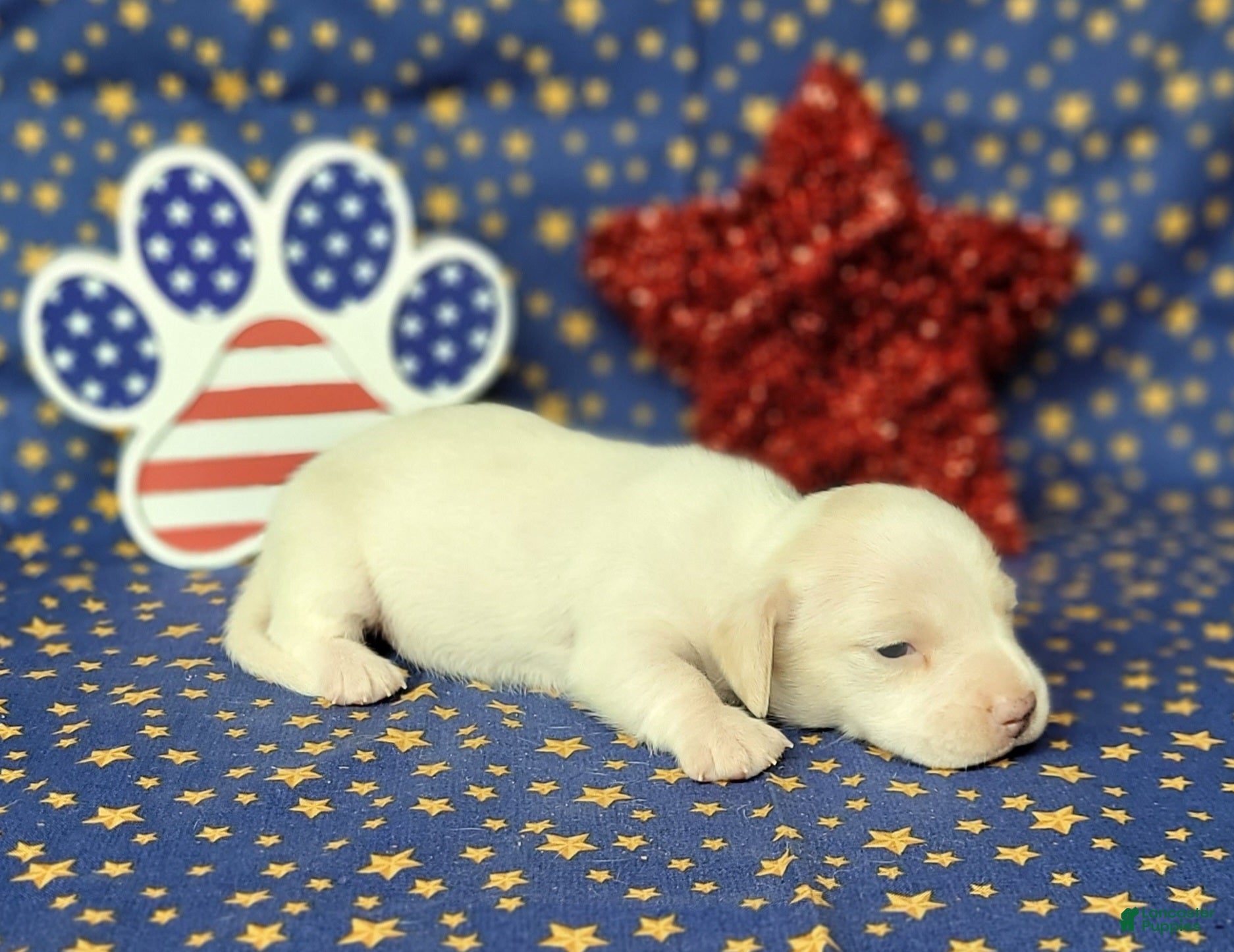 Miniature Dachshund dogs AKC Laci Cream female  - Ad 21