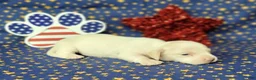 Miniature Dachshund dogs for sale: AKC Laci Cream female  - Ad 1