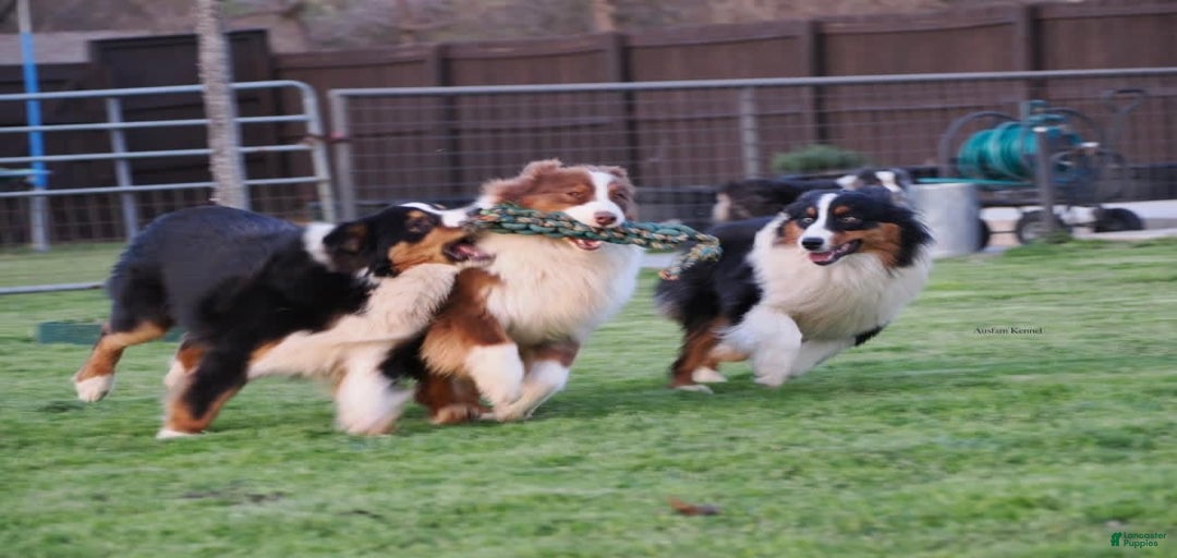 Gallery Image {{count}}