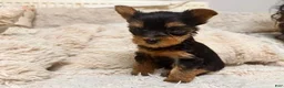 Yorkshire Terrier dogs for sale: Eli - Ad 13