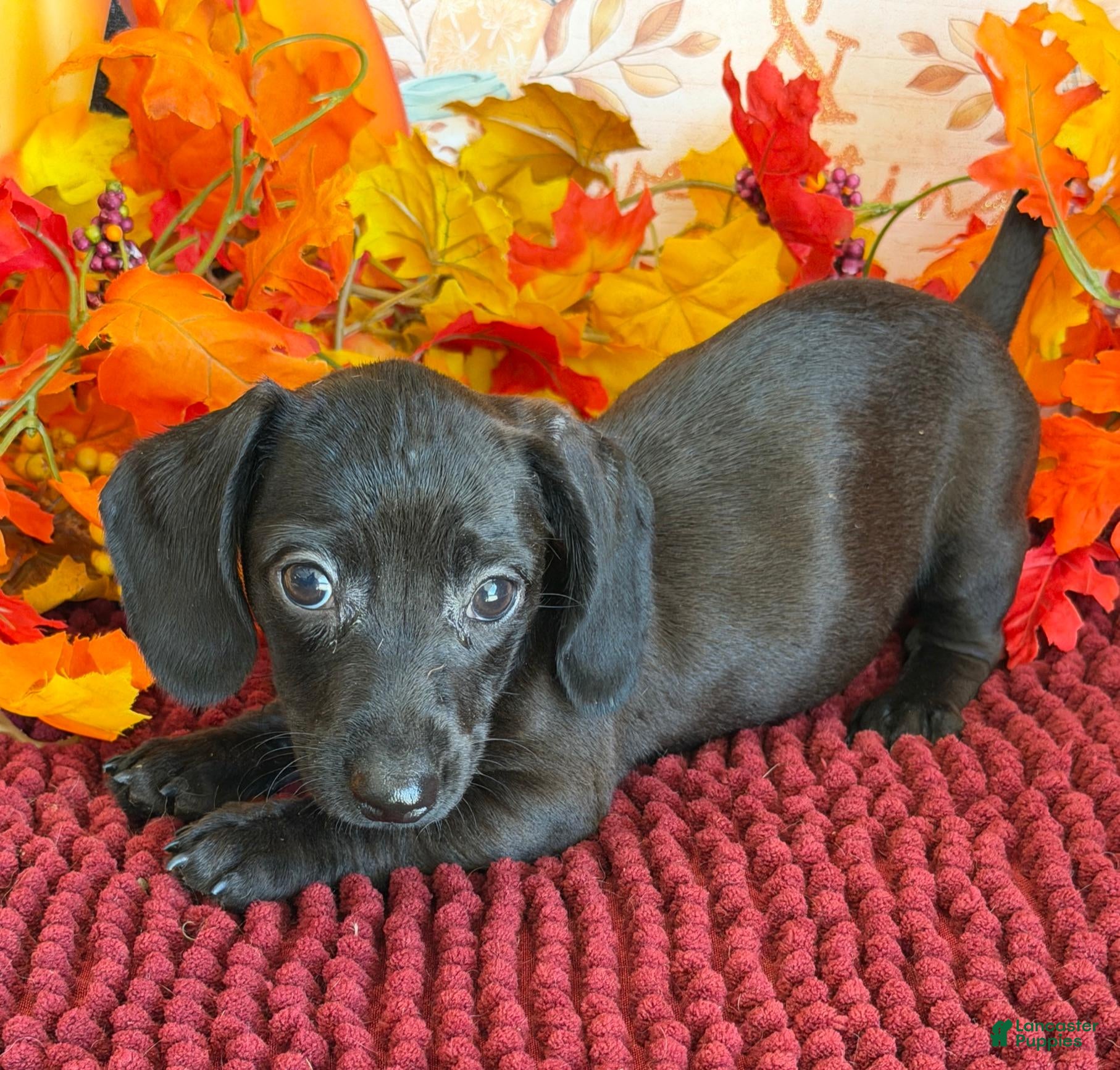 Miniature Dachshund dogs Ace - Ad 31