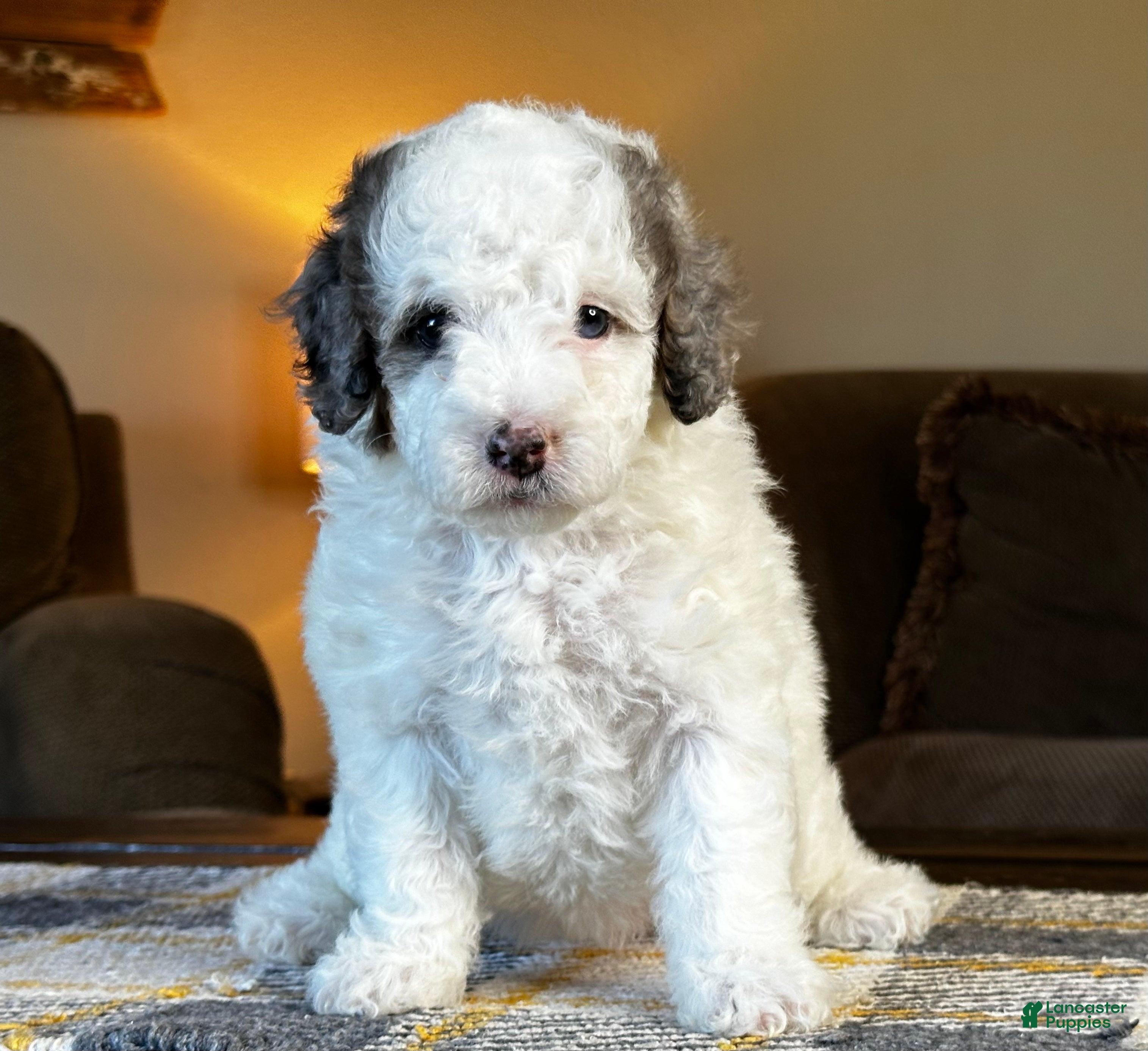 Mixed Breed dogs for sale: Parti Phantom Merle Micro Bernedoodle - Ad 1
