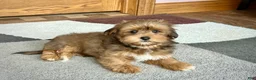 Lhasa Apso dogs for sale: Romeo - Ad 1