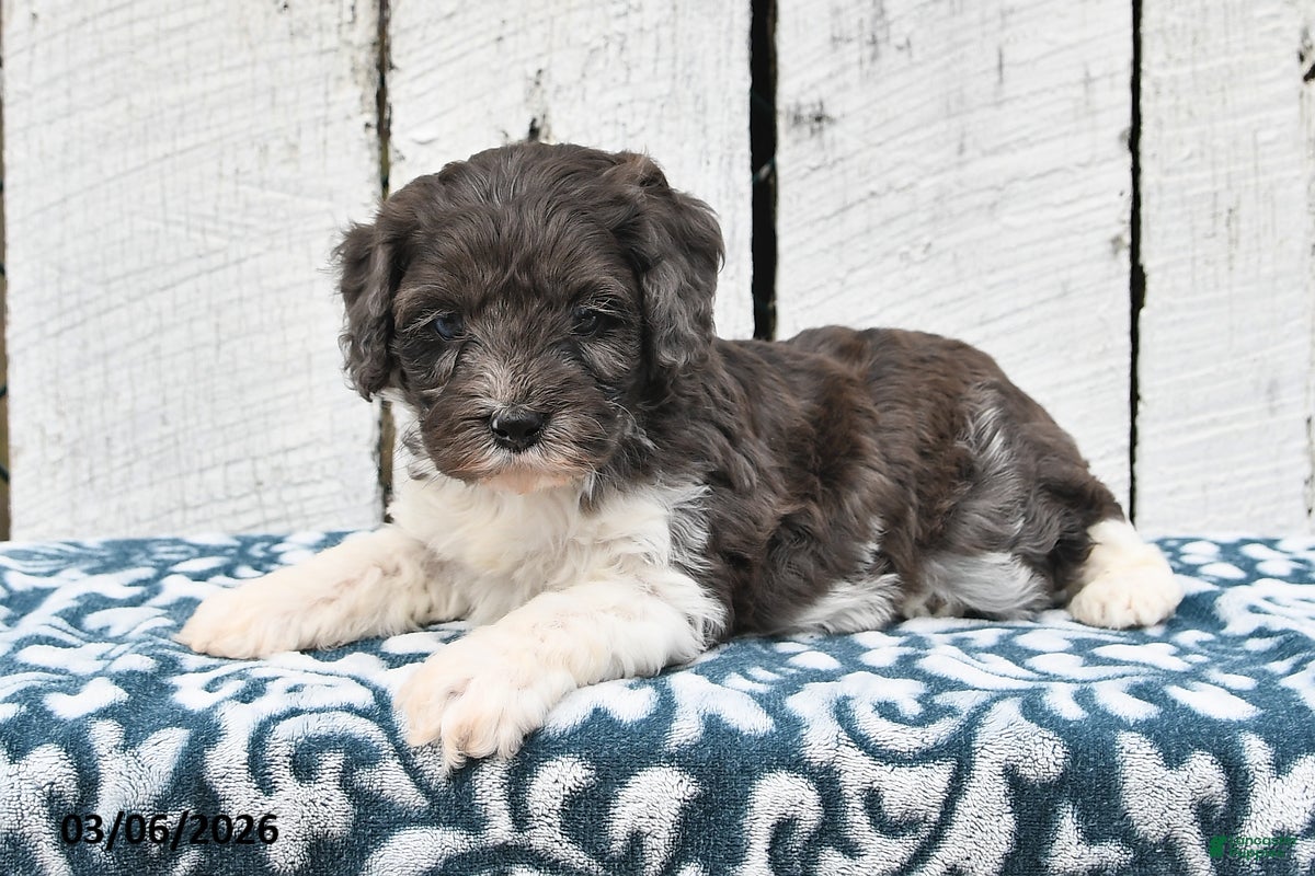 Cockapoo dogs Sammy - Ad 2