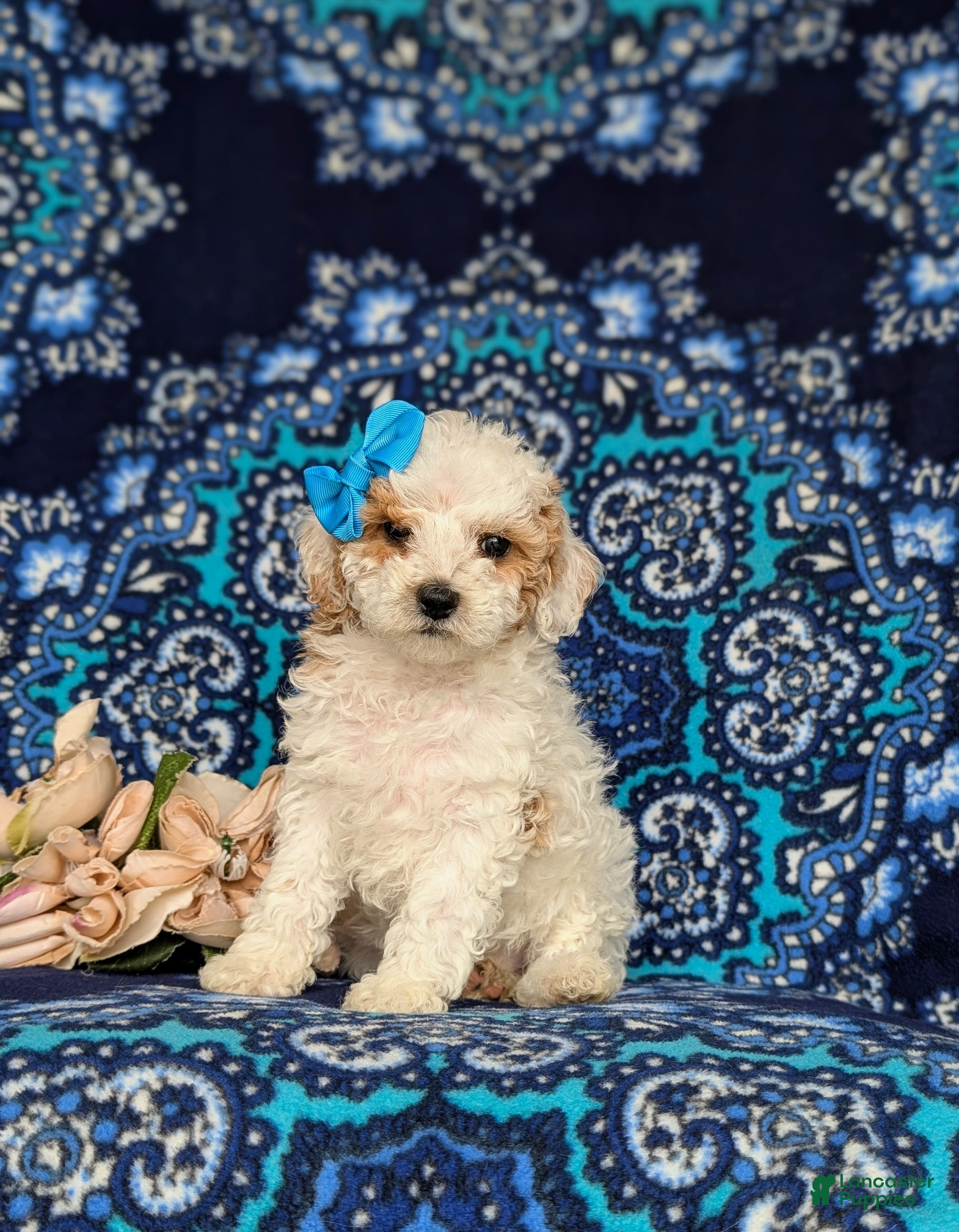 Miniature Poodle dogs for sale: Poloma - Ad 1