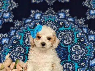 Miniature Poodle dogs for sale: Poloma - Ad 3