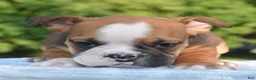 Mixed Breed dogs for sale: Bruno mini hybrid bulldog  - Ad 29