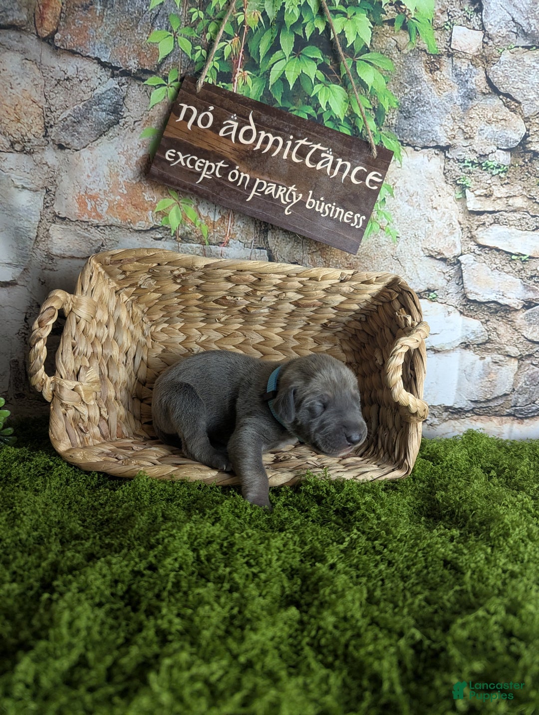 Great Dane dogs for sale: Precious Blue Brindle Female Great Dane Puppy - Ad 5