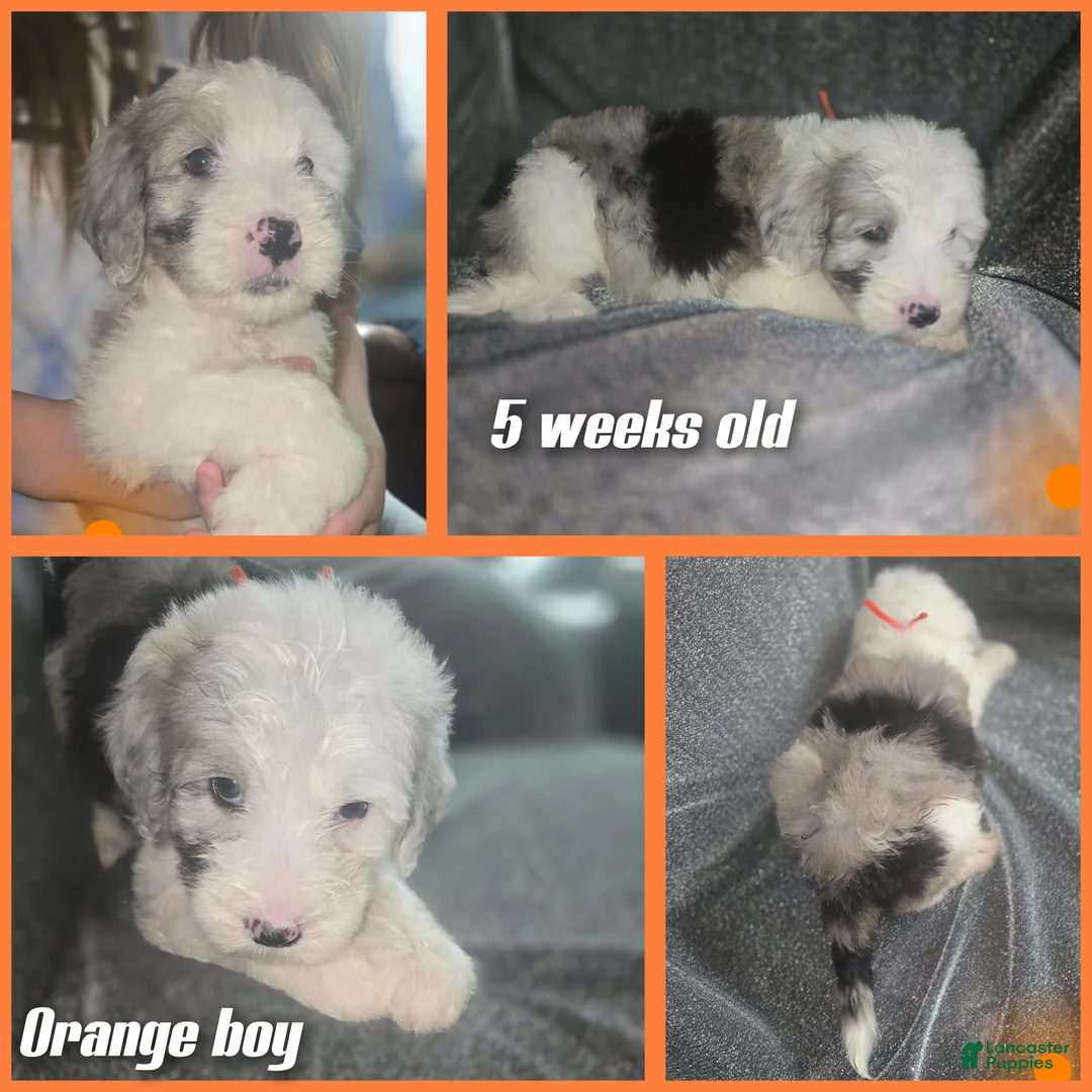 Sheepadoodle dogs for sale: Orchid - orange collar - Ad 2