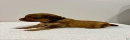 Standard Poodle dogs for sale: Black Collar - Ad 2