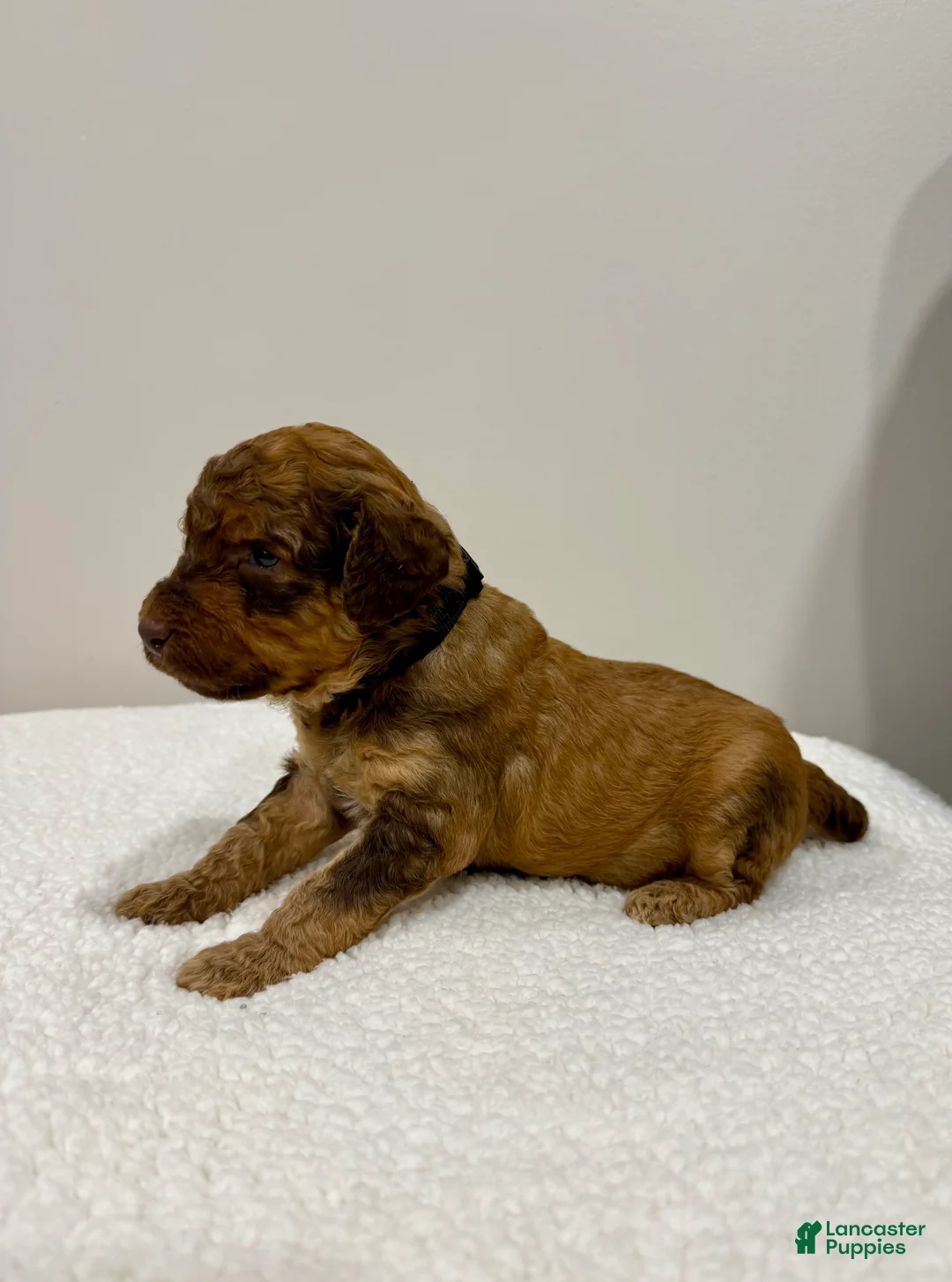 Standard Poodle dogs for sale: Black Collar - Ad 2