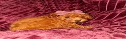 Toy Poodle dogs for sale: Gus - ACA Potty Trained Poodle  - Ad 8