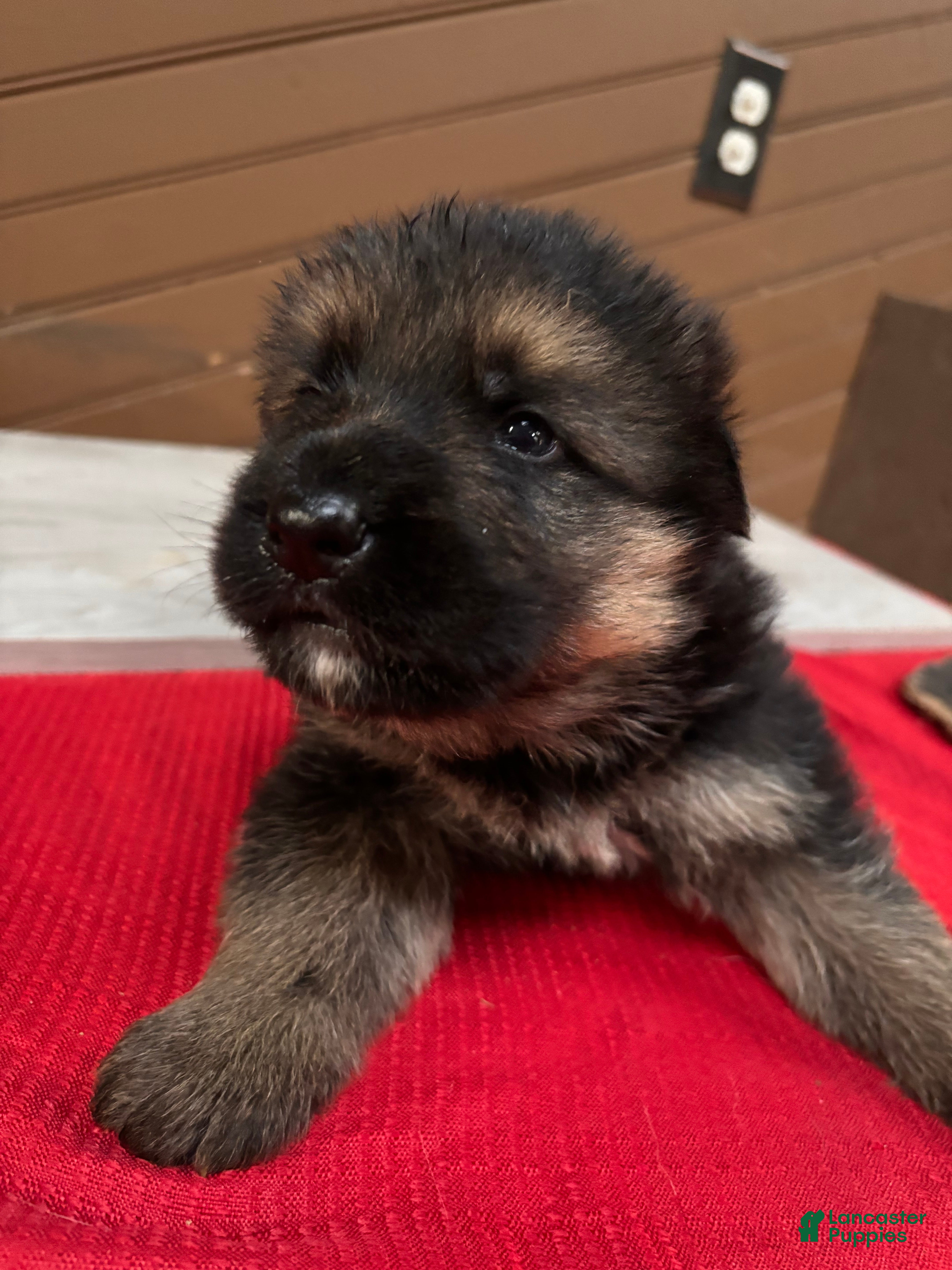 German Shepherd dogs Gunner - Ad 11