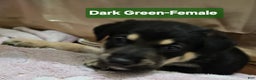 Mixed Breed dogs for sale:  Puppy 2 Dark Green - Ad 3