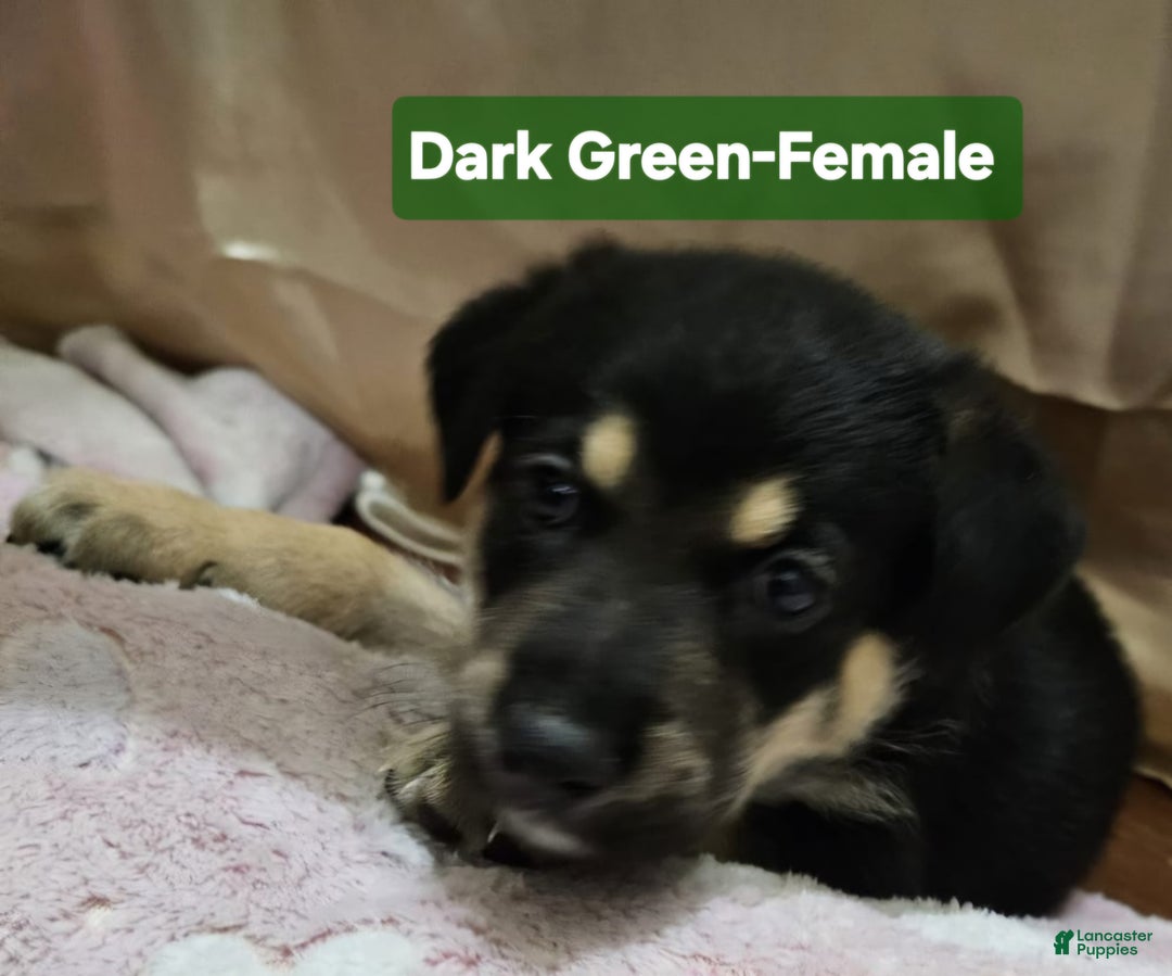 Mixed Breed dogs for sale:  Puppy 2 Dark Green - Ad 3
