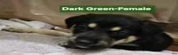 Mixed Breed dogs for sale:  Puppy 2 Dark Green - Ad 8