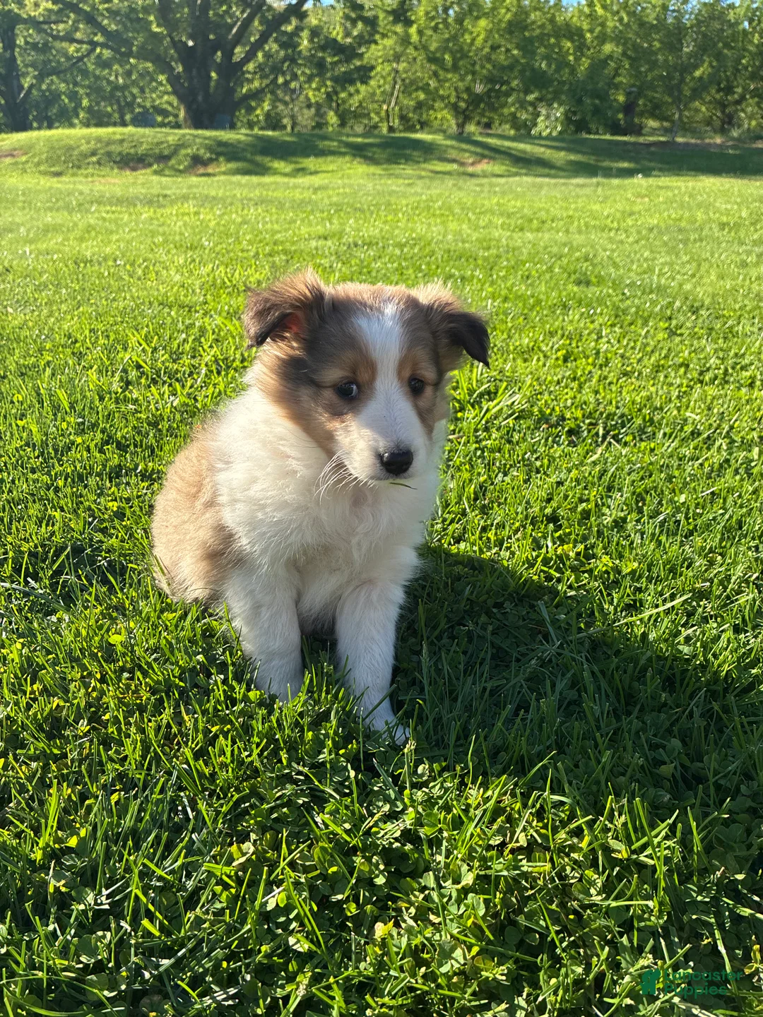 Shetland Sheepdog dogs for sale: Maxi - Ad 4