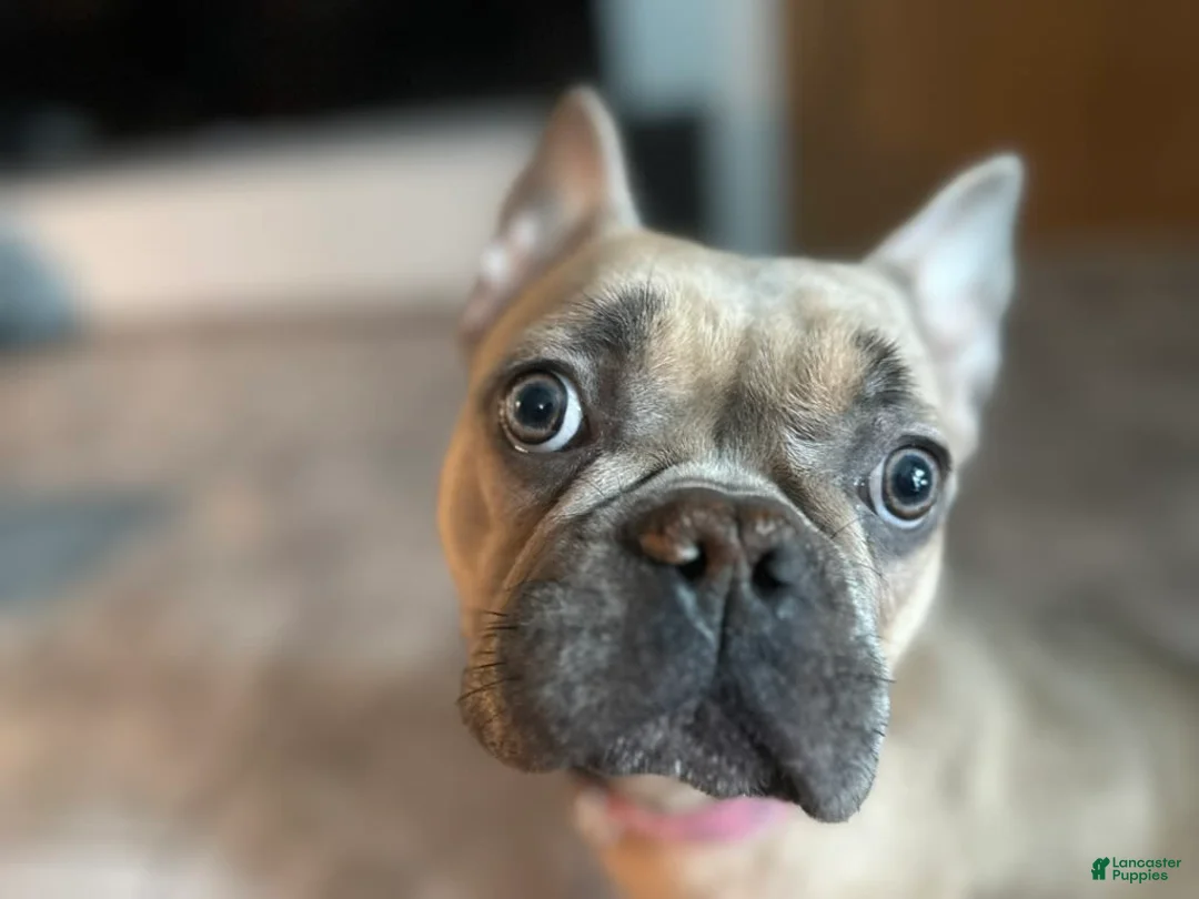 Gallery Image {{count}}