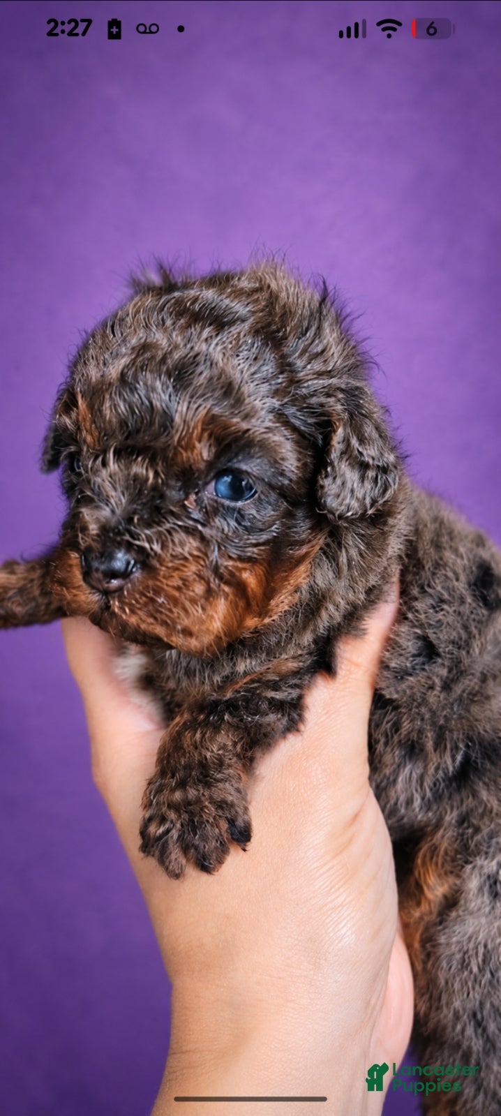 Toy Poodle dogs for sale: 100% Genetically Cleared AKC Toy Poodle Female - Ad 2