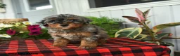 Mini Bernedoodle dogs for sale: Regan - Ad 4