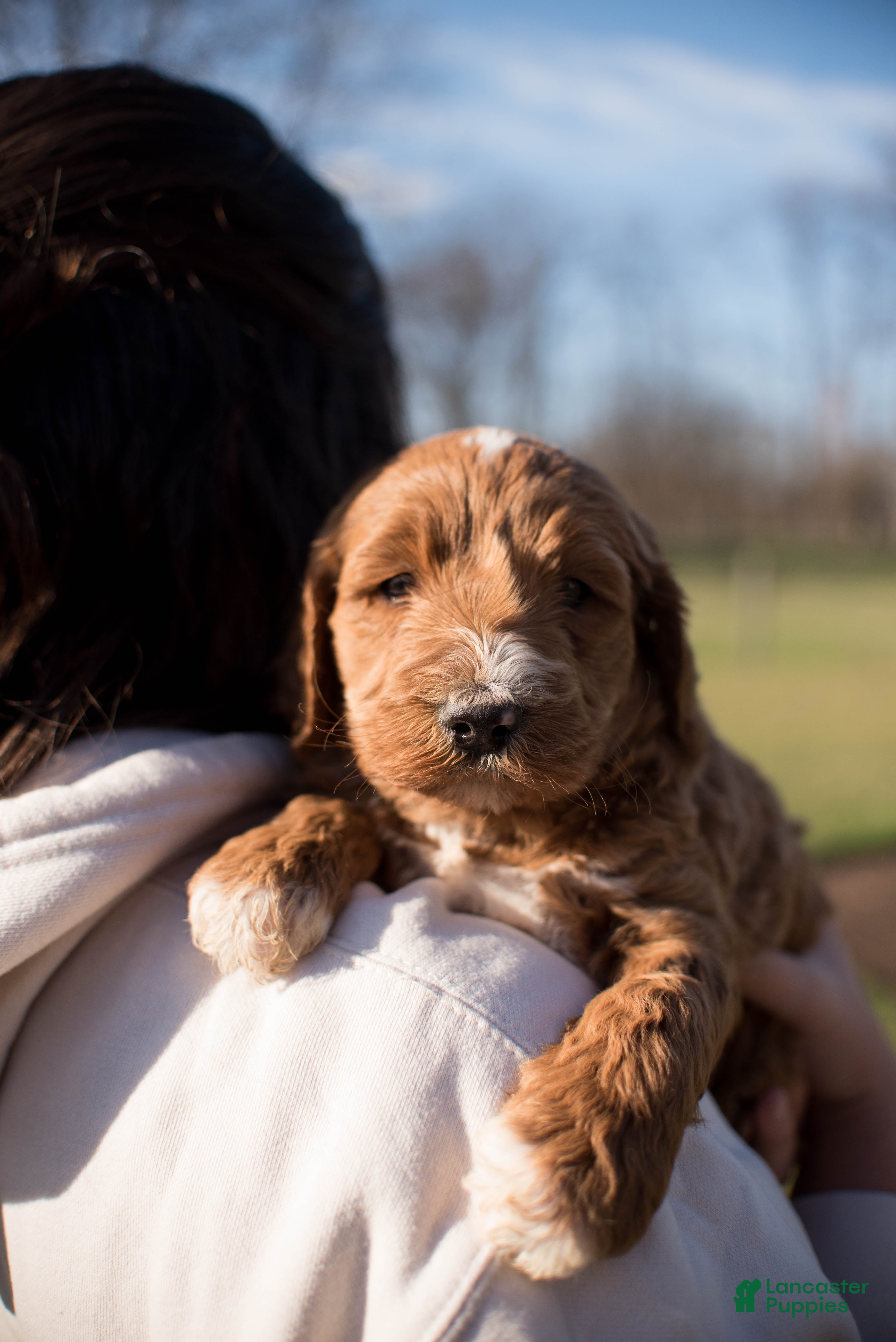 Goldendoodle dogs Biscuit - Ad 2
