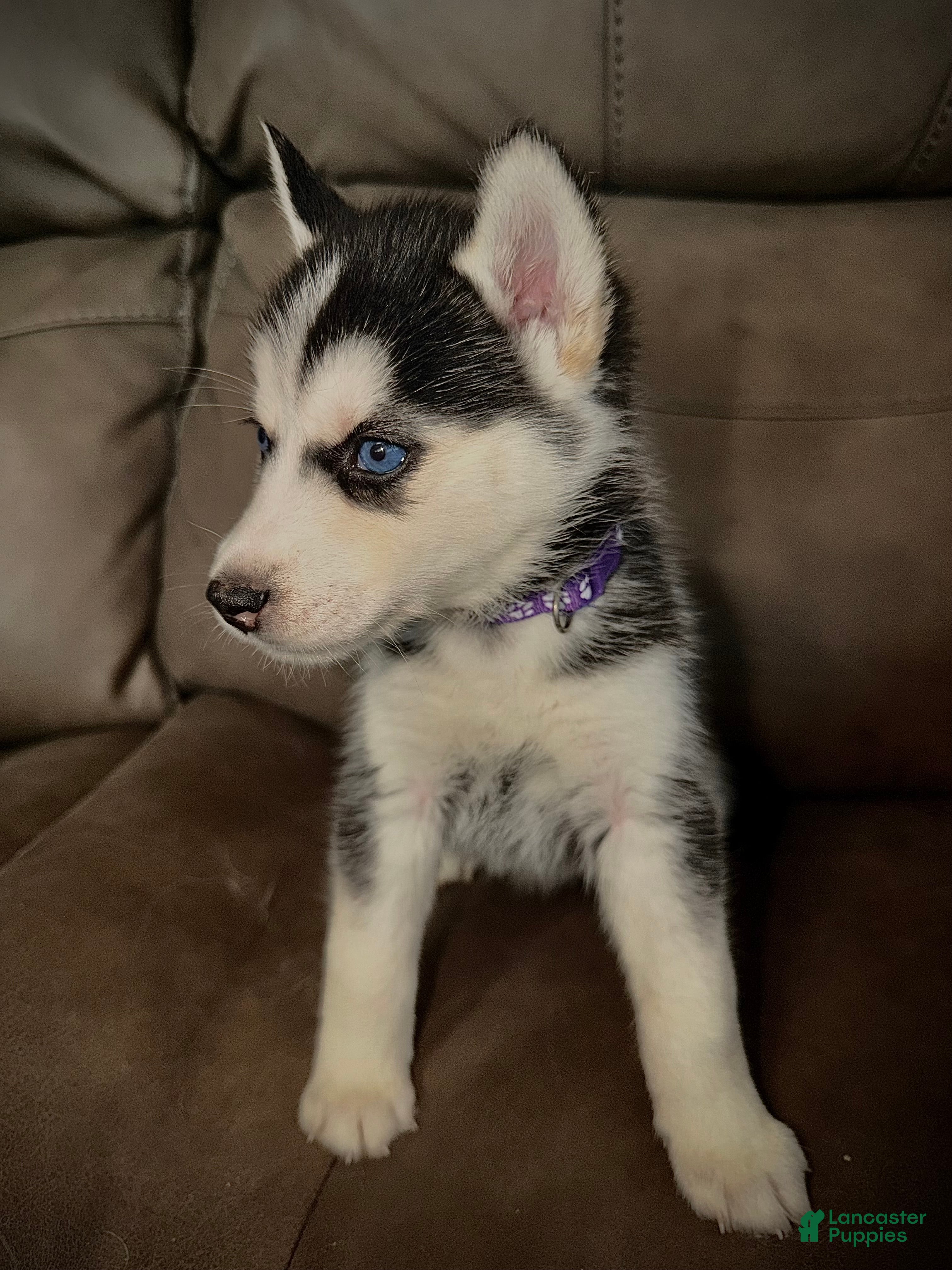 Siberian Husky dogs for sale: Siberian Husky Puppy 4 purple collar  - Ad 1