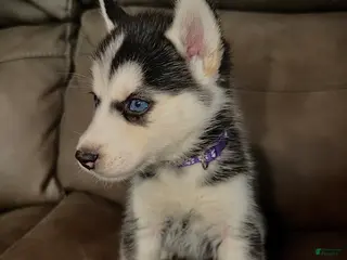 Siberian Husky dogs Siberian Husky Puppy 4 purple collar - Ad 37
