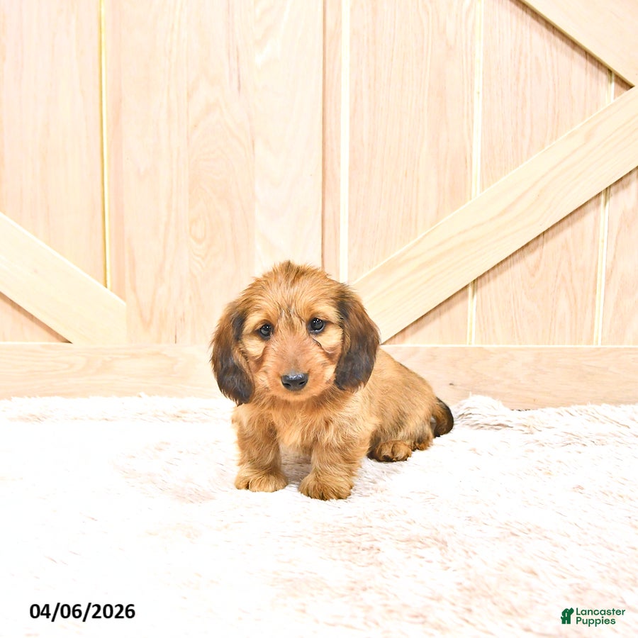 Miniature Dachshund dogs Pongo - Ad 1