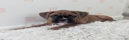 Boxer dogs for sale: Sienna - Ad 1