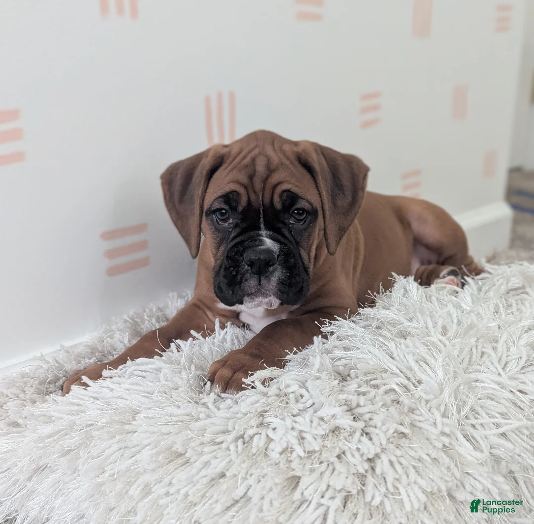 Boxer dogs for sale: Sienna - Ad 1