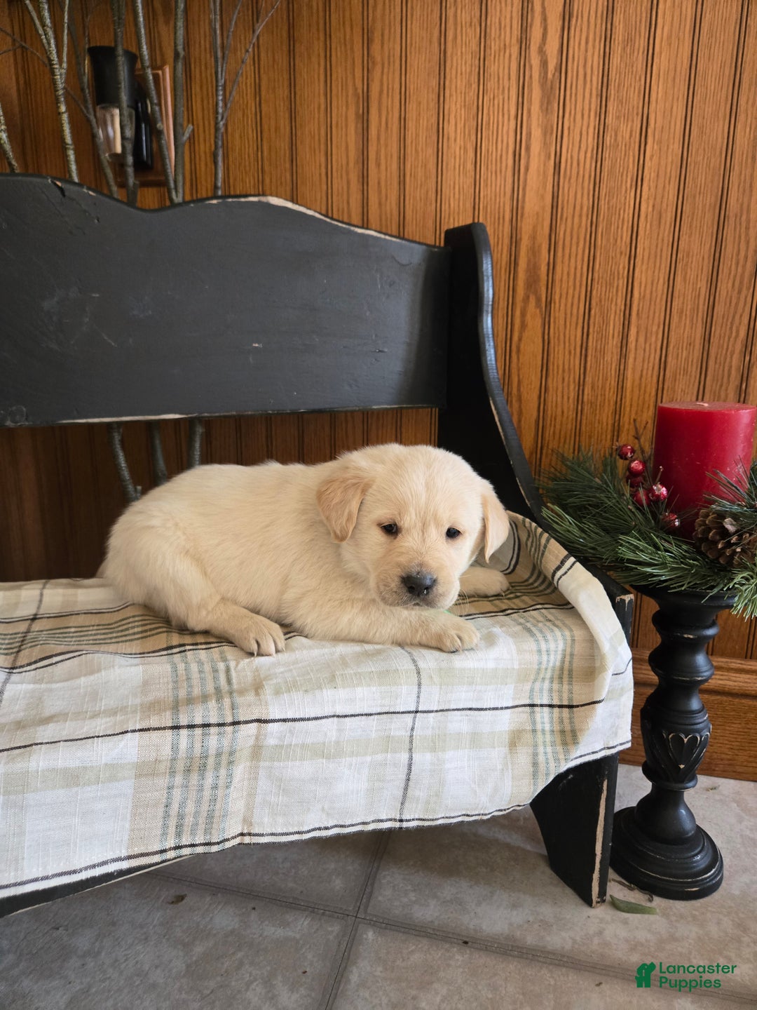 Goldador dogs for sale: Tim - Ad 1