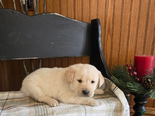 Goldador dogs Tim - Ad 11