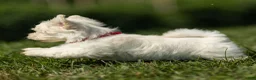 Maltese dogs for sale: Thomas Maltese Puppy - Ad 4