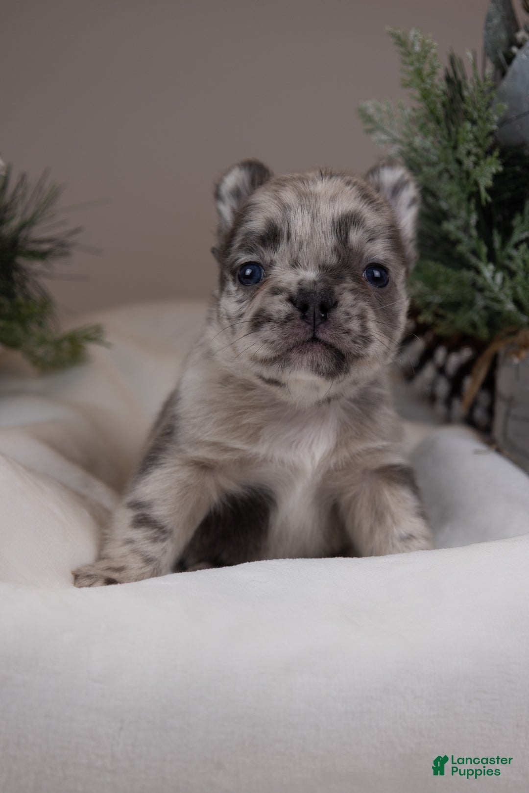 French Bulldog dogs for sale: Luigi -Fluffy Big Rope - Ad 3