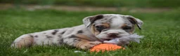 Beabull dogs for sale: Ace  - Ad 11