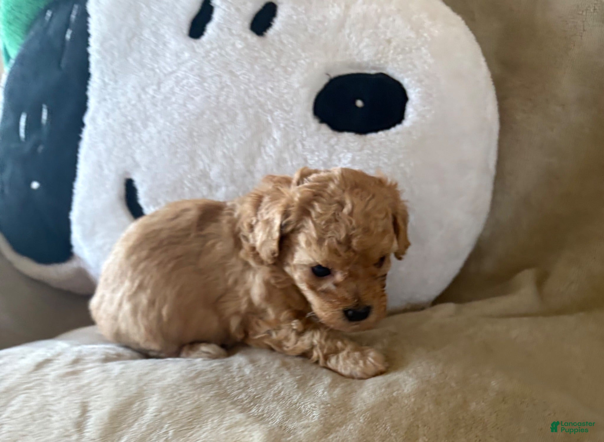 Maltipoo dogs Toffee - Ad 2