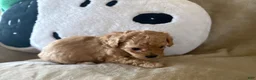 Maltipoo dogs for sale: Toffee - Ad 2