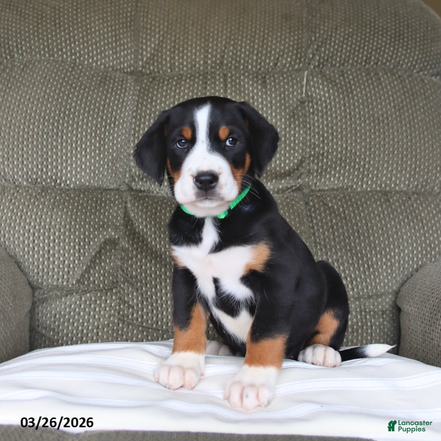 Greater Swiss Mountain Dog dogs Fern - Ad 2