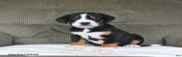 Greater Swiss Mountain Dog dogs for sale: Fern - Ad 2