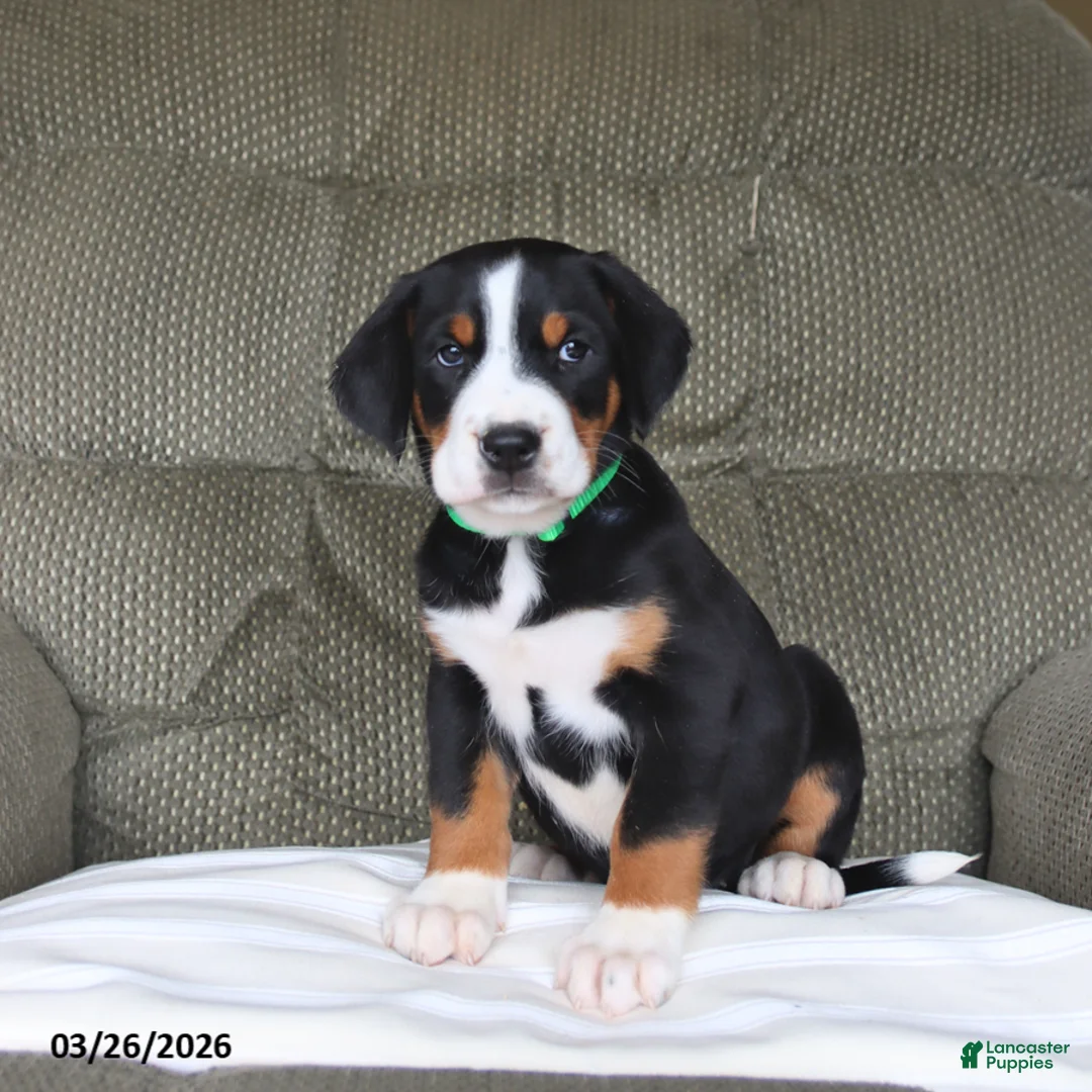 Greater Swiss Mountain Dog dogs for sale: Fern - Ad 2